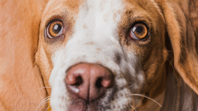 Dog Cataract Surgery Cost in 2025
