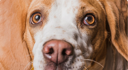 Dog Cataract Surgery Cost in 2025